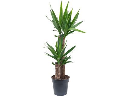 84347 yucca elephantipes prumer 21 cm