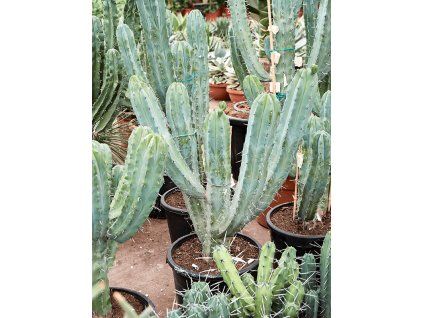 84356 myrtillocactus geometrizans prumer 28 cm