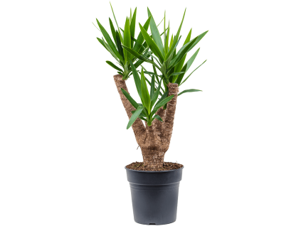 84365 yucca elephantipes prumer 24 cm