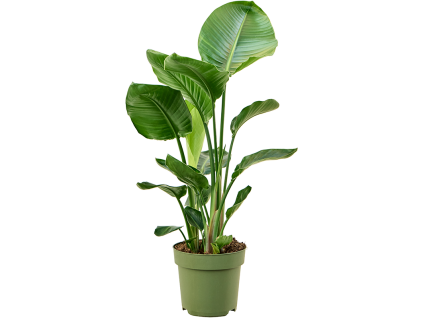 84407 strelitzia nicolai prumer 24 cm