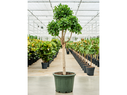 86239 ficus microcarpa nitida prumer 44 cm