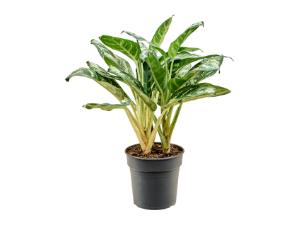 86257 aglaonema amazon silver prumer 19 cm