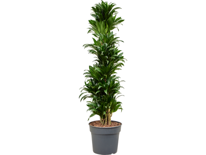 86293 dracaena fragrans compacta prumer 34 cm