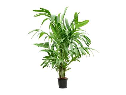 86320 areca triandra prumer 24 cm