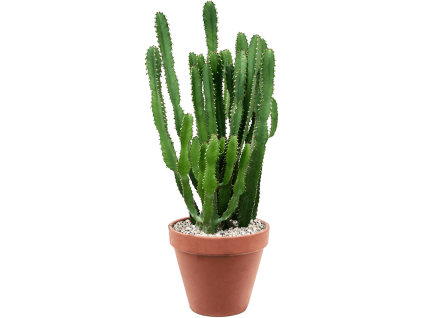 86347 euphorbia triangularis prumer 24 cm