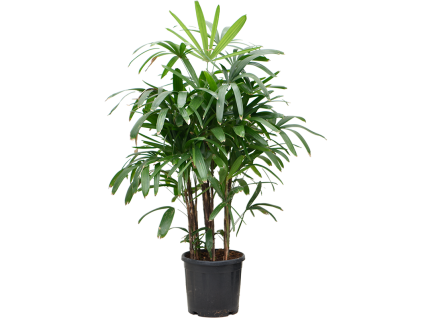 87293 rhapis excelsa prumer 32 cm