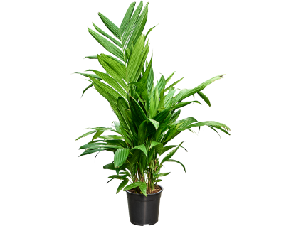 87413 areca triandra prumer 21 cm