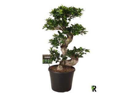 87488 ficus microcarpa ginseng prumer 35 cm
