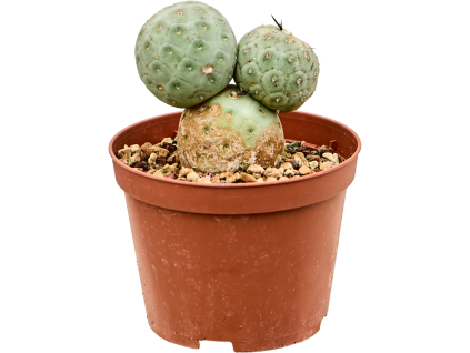 Tephrocactus geometricus, průměr 10 cm