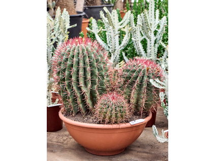 Ferocactus stainesii, průměr 50 cm