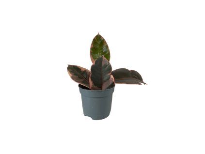 Gardners