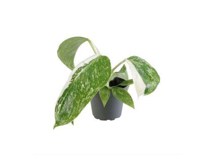 91043 philodendron jose buono prumer 6 cm
