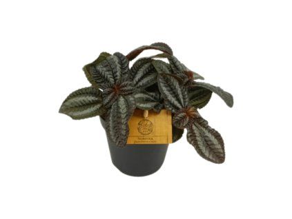 Pilea Norfolk, průměr 12 cm
