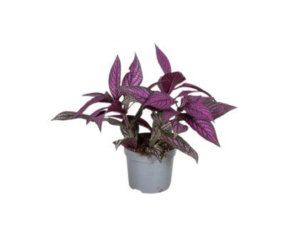 Strobilanthes Dyeriana, průměr 13 cm  Strobilantes