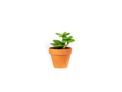 Gardners.cz Peperomia hope, průměr 6cm