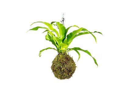 1173 1 kokedama asplenium nidus l