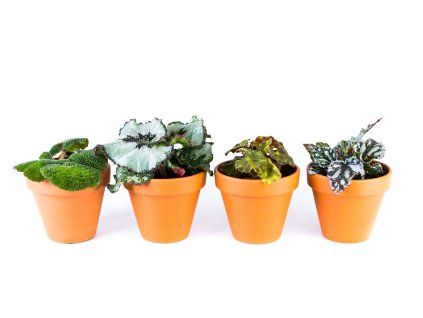 Begonia rex mix, průměr 6 cm  Begónie, andělská křídla