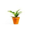 1009 1 aglaonema maria prumer 12 14 cm