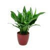1009 2 aglaonema maria prumer 12 14 cm