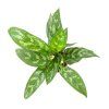 1009 aglaonema maria prumer 12 14 cm