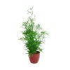 Asparagus falcatus