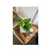 Monstera adansonii Monkey Mask, průměr 6 cm3