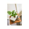 Monstera adansonii Monkey Mask, průměr 6 cm4