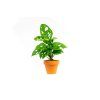 11999 monstera adansonii monkey mask prumer 6 cm