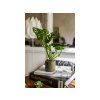 Monstera adansonii Monkey Mask, průměr 6 cm