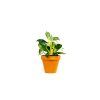 Philodendron White Measure, průměr 11 cm  Filodendron