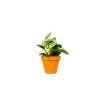 Philodendron White Measure, průměr 11 cm  Filodendron