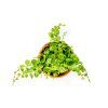 Gardners.cz Peperomia prostrata, průměr 6 cm (3)