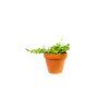 Gardners.cz Peperomia prostrata, průměr 6 cm