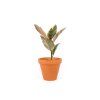Gardners.cz Ficus elastica Belize2