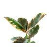 Gardners.cz Ficus (listy)