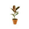 Gardners.cz Ficus Elastica Belize