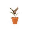 Gardners.cz Ficus elastica Belize3