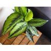 Calathea Beautystar, průměr 11-12 cm  Kalatea
