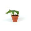 Philodendron scandens, průměr 6 cm  Filodendron