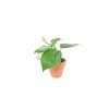 Philodendron scandens, průměr 6 cm  Filodendron