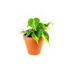 Philodendron scandens Brasil, průměr 12 cm  Filodendron