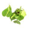 Philodendron scandens Brasil, průměr 12 cm  Filodendron