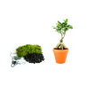 Kokedama "Vyrob si sám" Ficus Microcarpa Ginseng (M)  Fíkovník drobnoplodý
