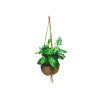 Kokodama Coffea arabica (M)  Kávovník arabský