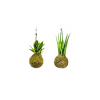 Set Kokedam Sansevieria (M)  Sanseveria, Tchýnin jazyk, Tenura
