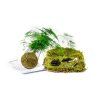 Kokedama "Vyrob si sám" Asparagus plumosus (L)  Asparágus, Chřest hustokvětý