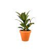 Gardners.cz Ficus elastica