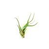2052 3 tillandsia caput medusae