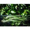 2052 tillandsia caput medusae
