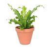 Asplenium nidus Campio, průměr 12 cm  Sleziník hnízdnatý, ptačí hnízdo